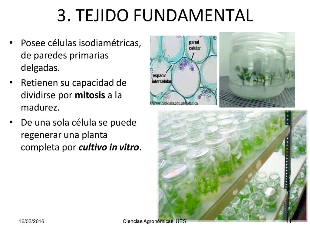 3. TEJIDO FUNDAMENTAL Posee células isodiamétricas, de paredes primarias delgadas.