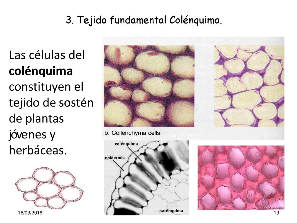 Las células del colénquima constituyen el tejido de sostén de plantas