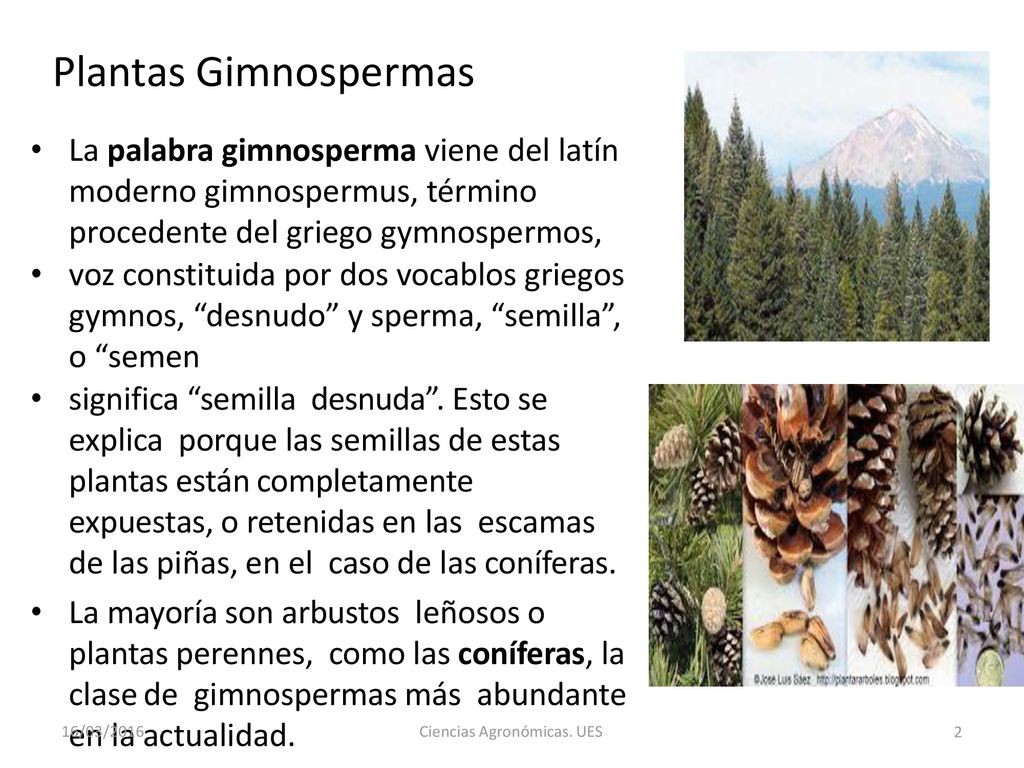 Plantas Gimnospermas La palabra gimnosperma viene del latín moderno gimnospermus, término procedente del griego gymnospermos,