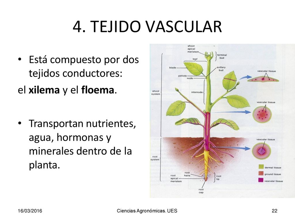 4. TEJIDO VASCULAR Está compuesto por dos tejidos conductores: