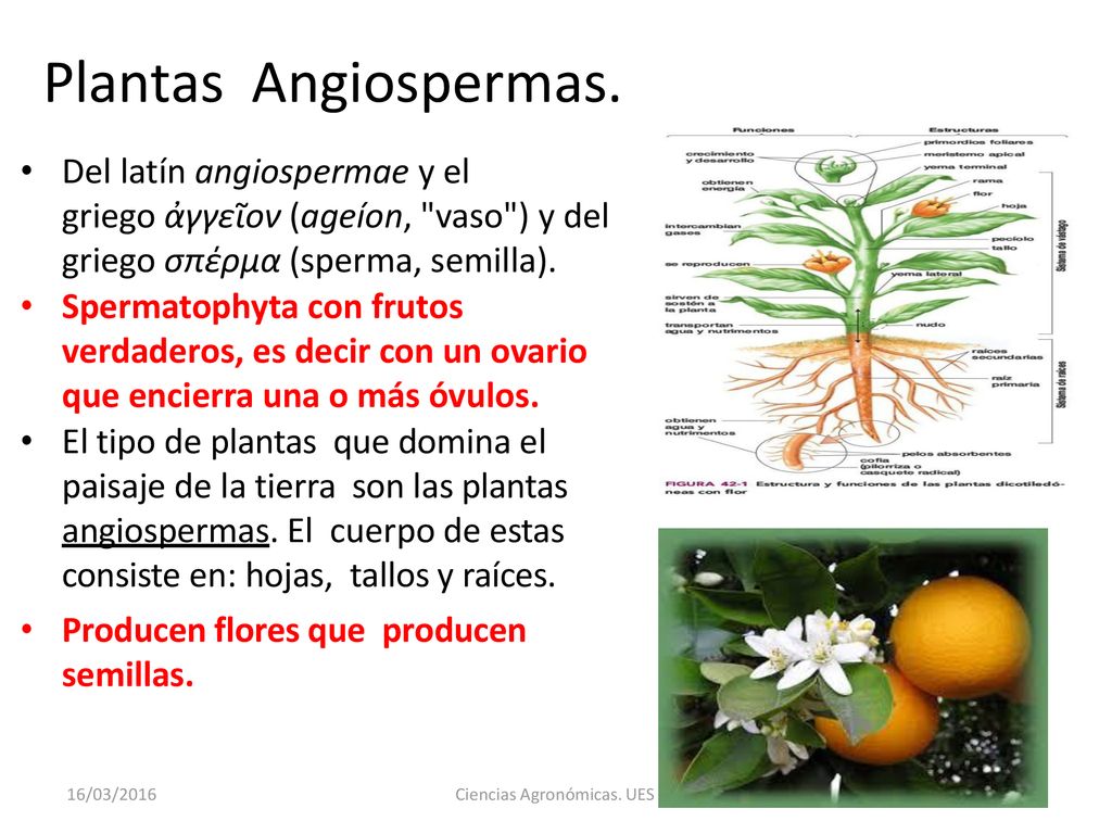 Plantas Angiospermas. Del latín angiospermae y el griego ἀγγεῖον (ageíon, vaso ) y del griego σπέρμα (sperma, semilla).