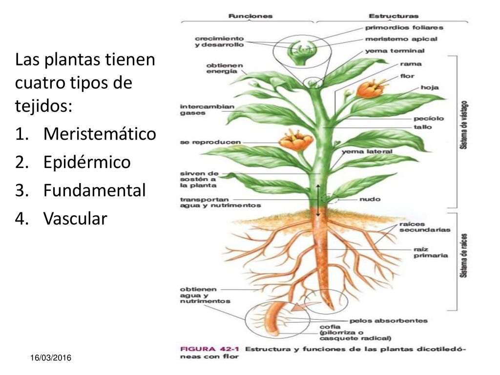 Las plantas tienen cuatro tipos de tejidos: