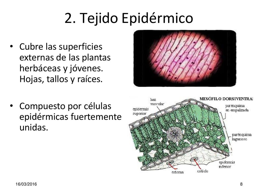 2. Tejido Epidérmico Cubre las superficies externas de las plantas herbáceas y jóvenes. Hojas, tallos y raíces.