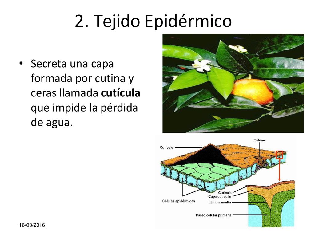 2. Tejido Epidérmico Secreta una capa formada por cutina y ceras llamada cutícula que impide la pérdida de agua.