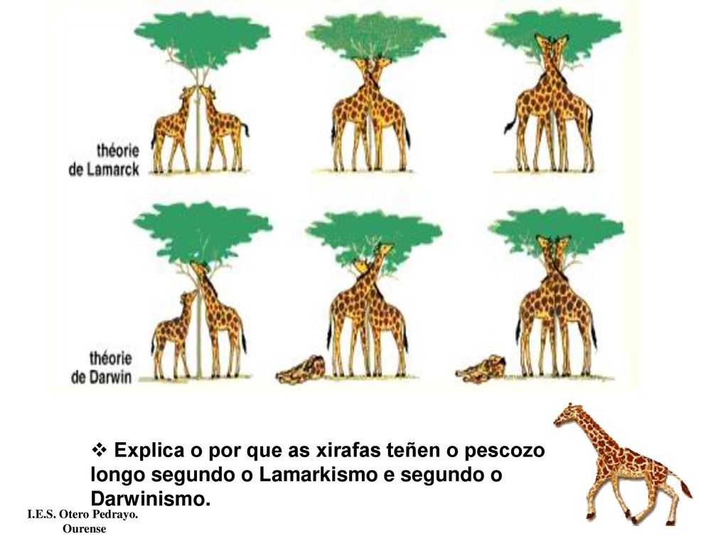 Explica o por que as xirafas teñen o pescozo longo segundo o Lamarkismo e segundo o Darwinismo.