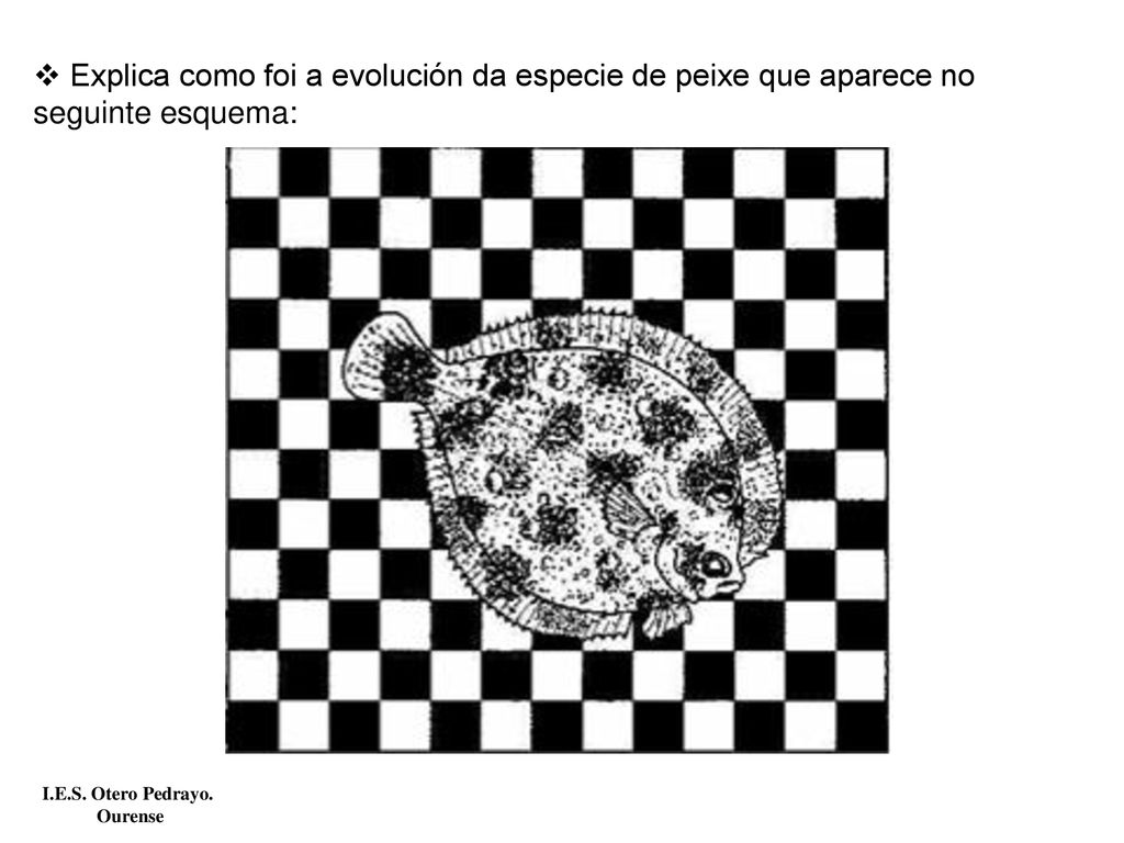 Explica como foi a evolución da especie de peixe que aparece no seguinte esquema: