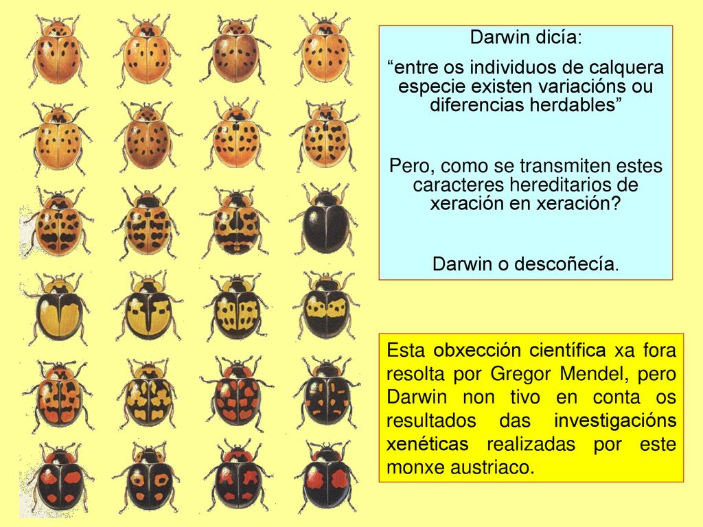 Darwin dicía: entre os individuos de calquera especie existen variacións ou diferencias herdables