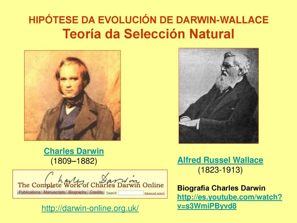 HIPÓTESE DA EVOLUCIÓN DE DARWIN-WALLACE Teoría da Selección Natural