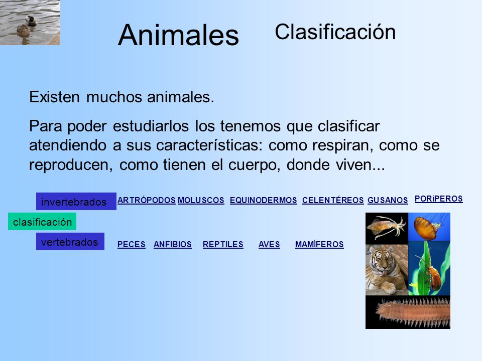 Animales Clasificación Existen muchos animales.