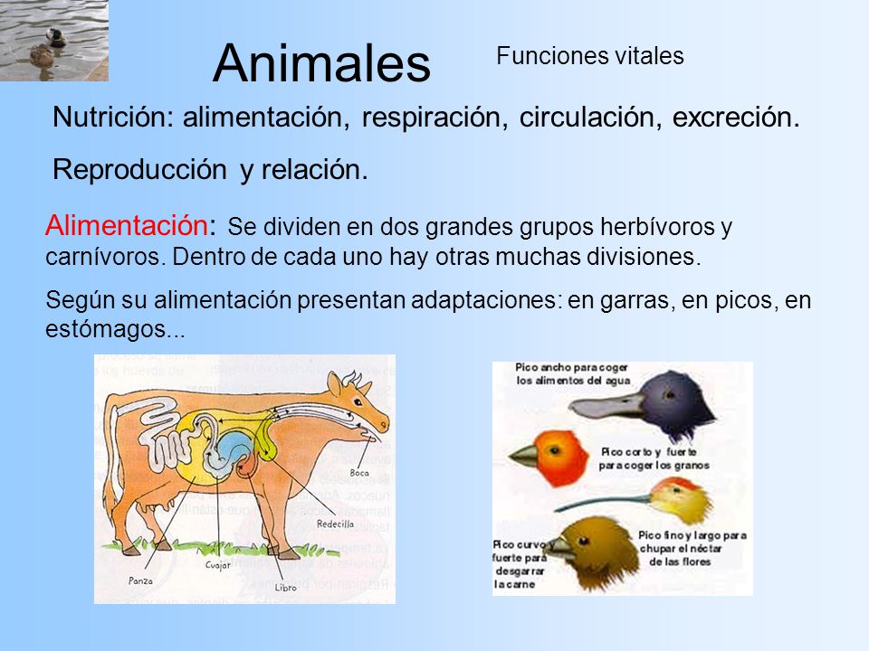 Animales Nutrición: alimentación, respiración, circulación, excreción.