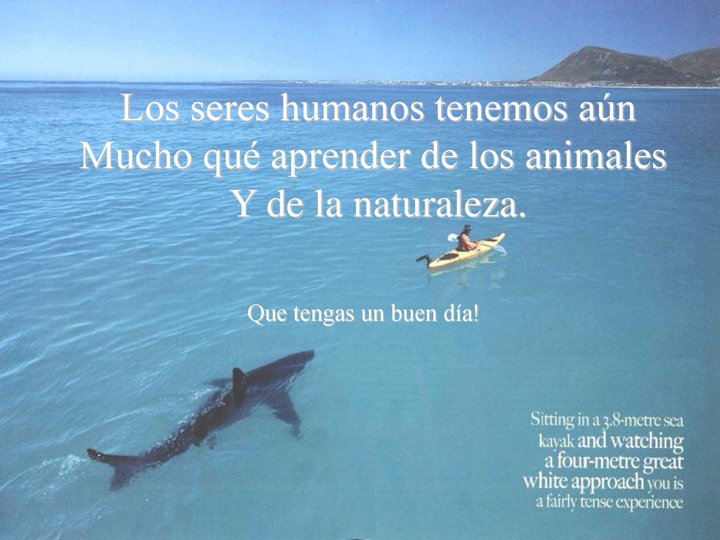 Los seres humanos tenemos aún Mucho qué aprender de los animales