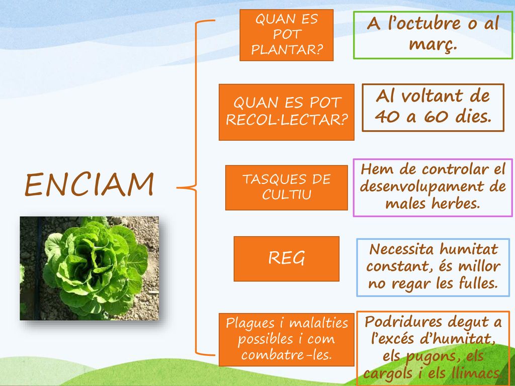 ENCIAM A l’octubre o al març. Al voltant de 40 a 60 dies. REG