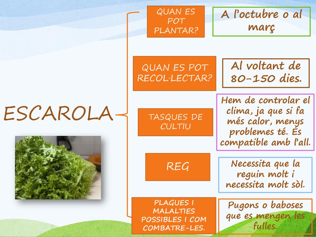 ESCAROLA A l’octubre o al març Al voltant de dies. REG