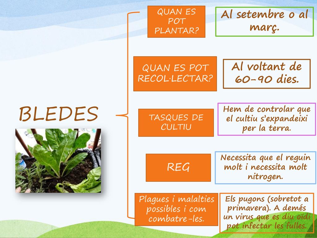 BLEDES Al setembre o al març. Al voltant de dies. REG