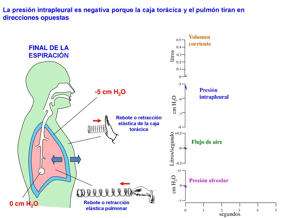 La presión intrapleural es negativa porque la caja torácica y el pulmón tiran en direcciones opuestas