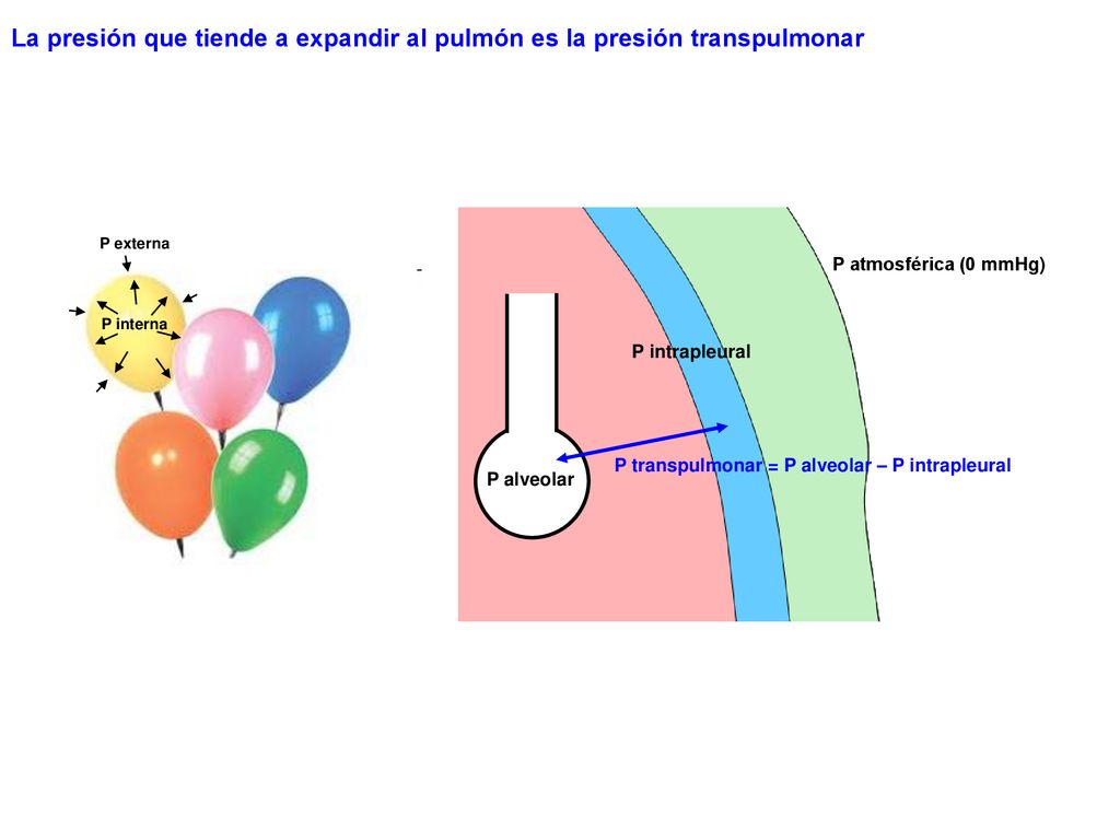 La presión que tiende a expandir al pulmón es la presión transpulmonar