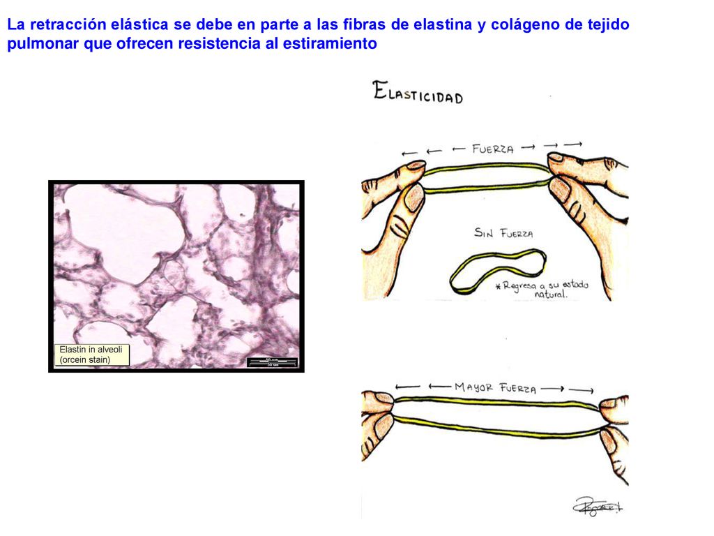 La retracción elástica se debe en parte a las fibras de elastina y colágeno de tejido pulmonar que ofrecen resistencia al estiramiento