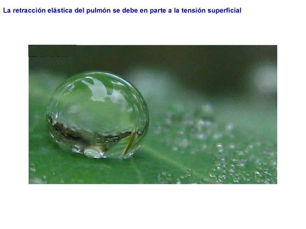 La retracción elástica del pulmón se debe en parte a la tensión superficial