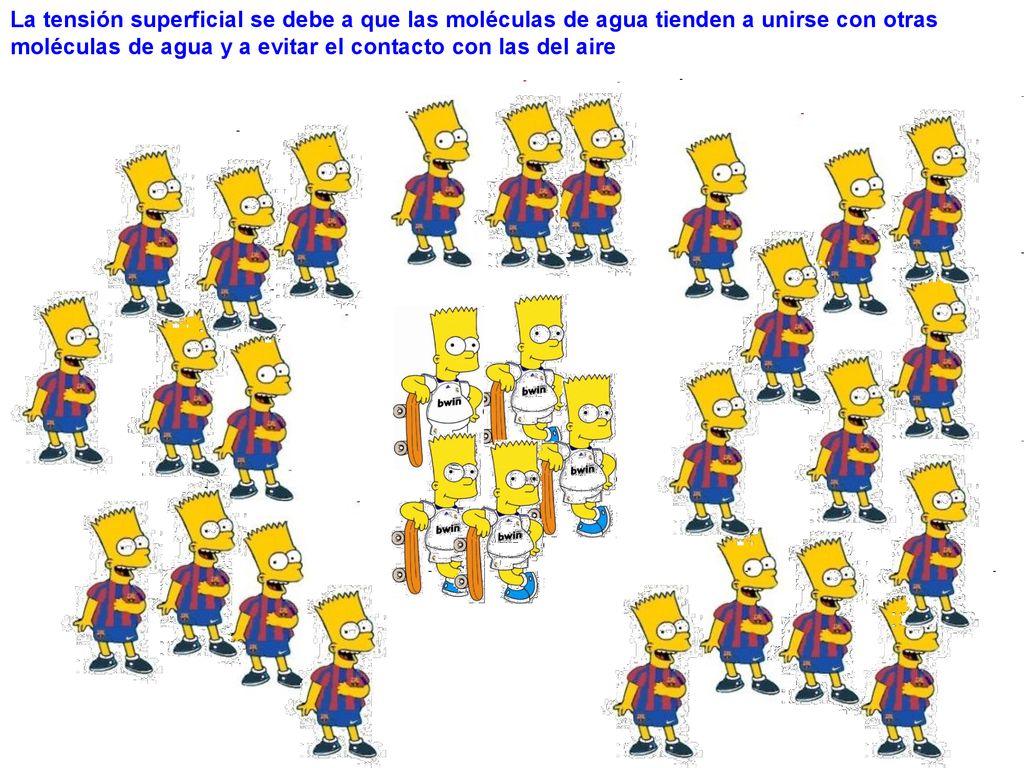 La tensión superficial se debe a que las moléculas de agua tienden a unirse con otras moléculas de agua y a evitar el contacto con las del aire