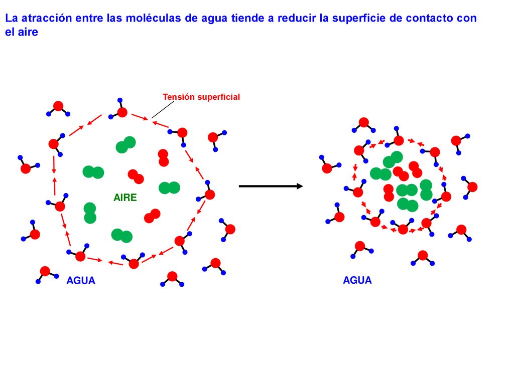 La atracción entre las moléculas de agua tiende a reducir la superficie de contacto con el aire