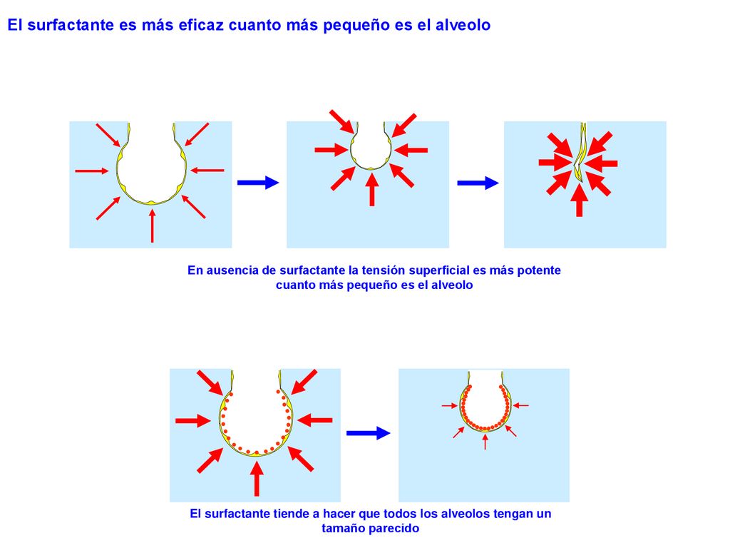 El surfactante es más eficaz cuanto más pequeño es el alveolo