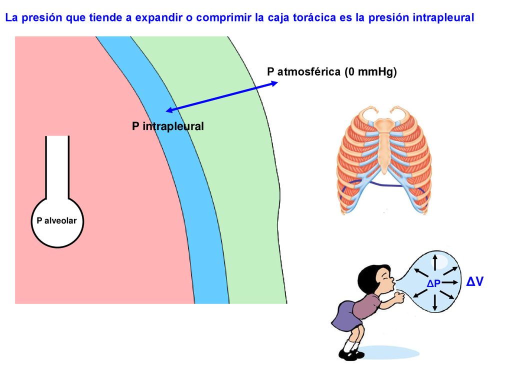 La presión que tiende a expandir o comprimir la caja torácica es la presión intrapleural