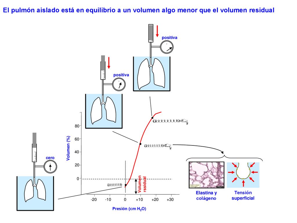 El pulmón aislado está en equilibrio a un volumen algo menor que el volumen residual
