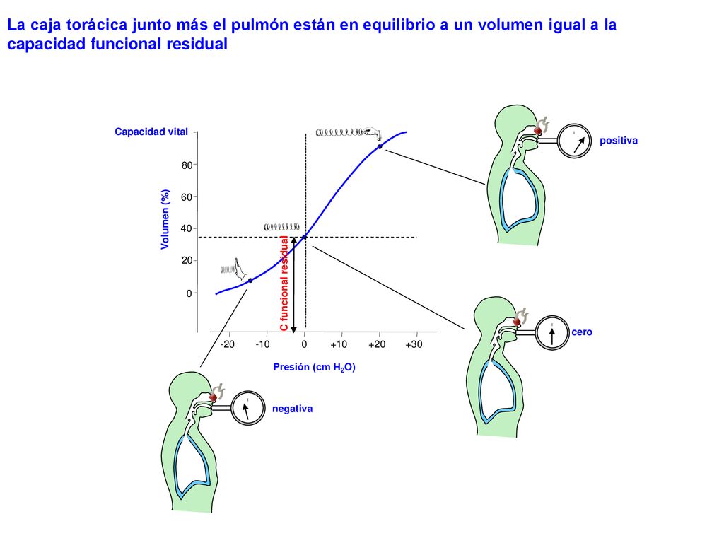 La caja torácica junto más el pulmón están en equilibrio a un volumen igual a la capacidad funcional residual