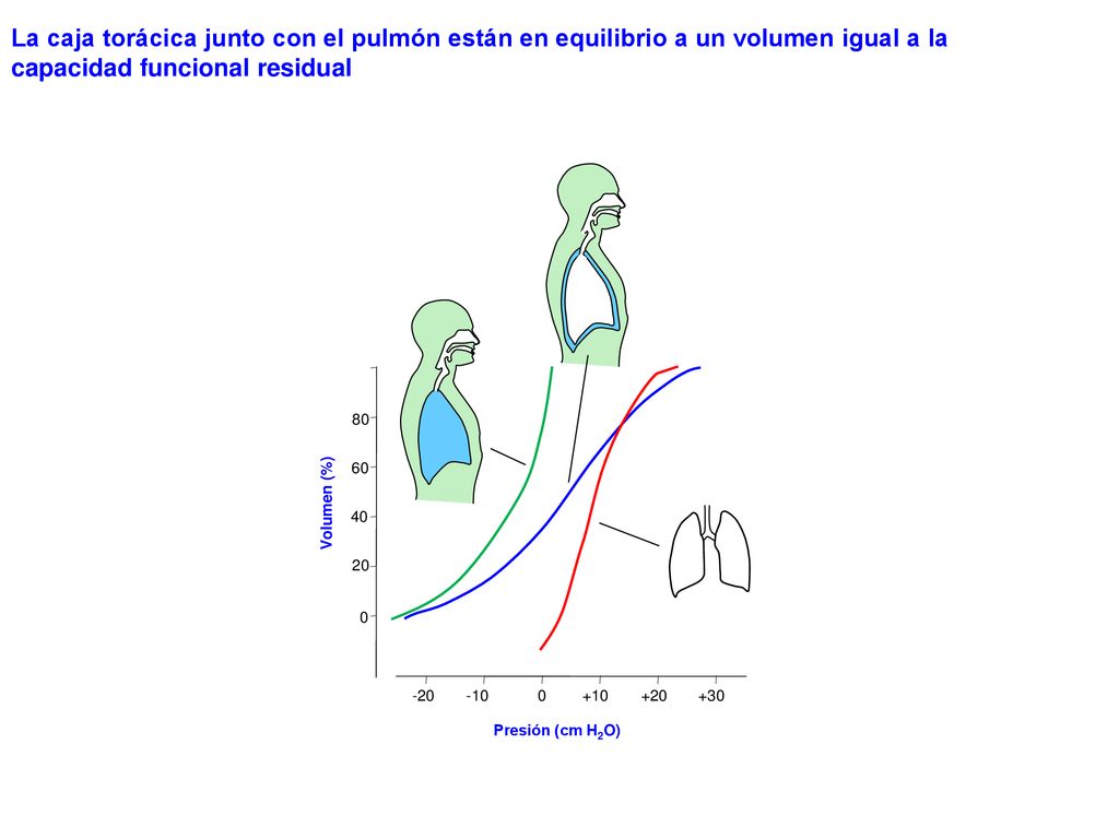La caja torácica junto con el pulmón están en equilibrio a un volumen igual a la capacidad funcional residual