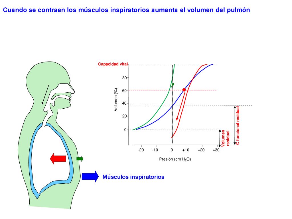 Cuando se contraen los músculos inspiratorios aumenta el volumen del pulmón