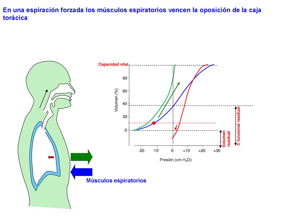 En una espiración forzada los músculos espiratorios vencen la oposición de la caja torácica