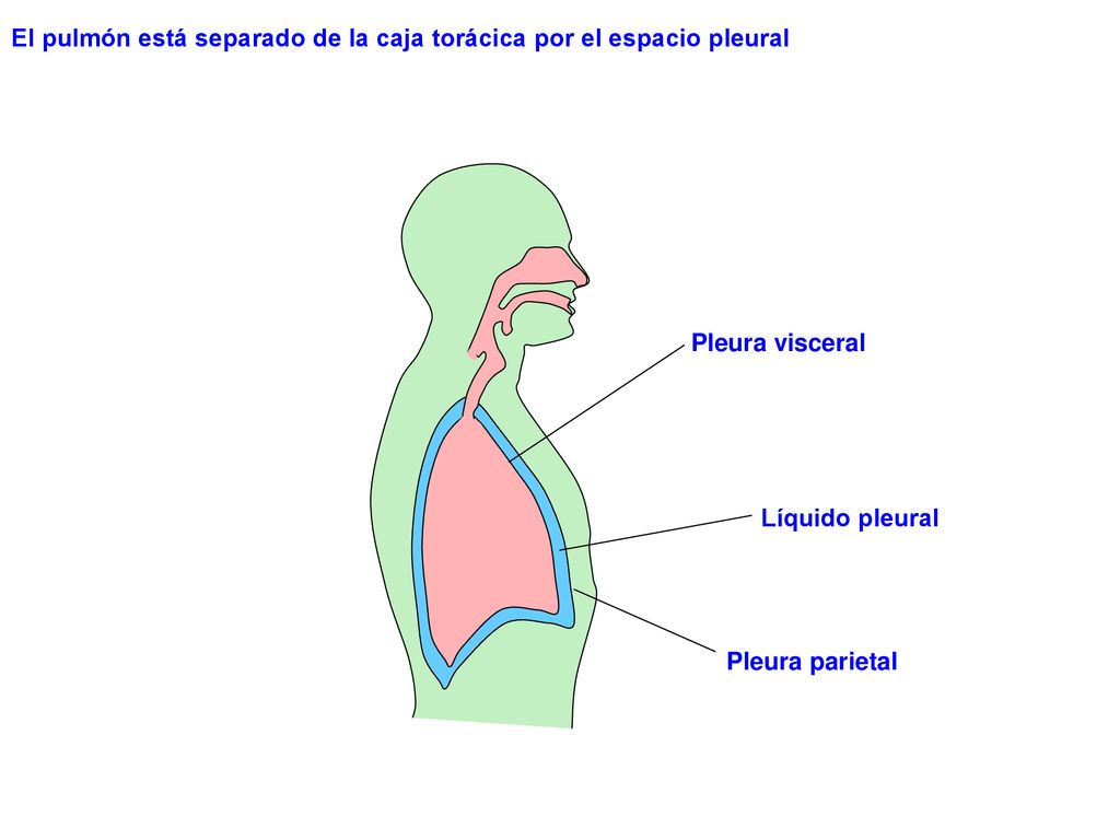 El pulmón está separado de la caja torácica por el espacio pleural