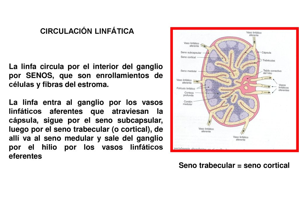 CIRCULACIÓN LINFÁTICA Seno trabecular = seno cortical