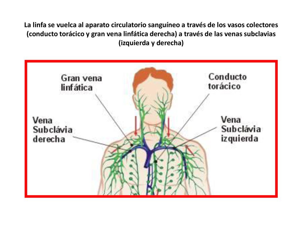 La linfa se vuelca al aparato circulatorio sanguíneo a través de los vasos colectores (conducto torácico y gran vena linfática derecha) a través de las venas subclavias (izquierda y derecha)