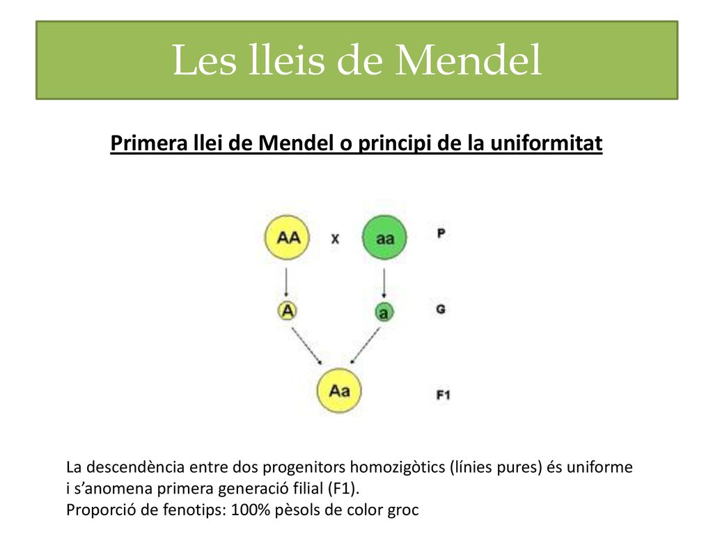Primera llei de Mendel o principi de la uniformitat