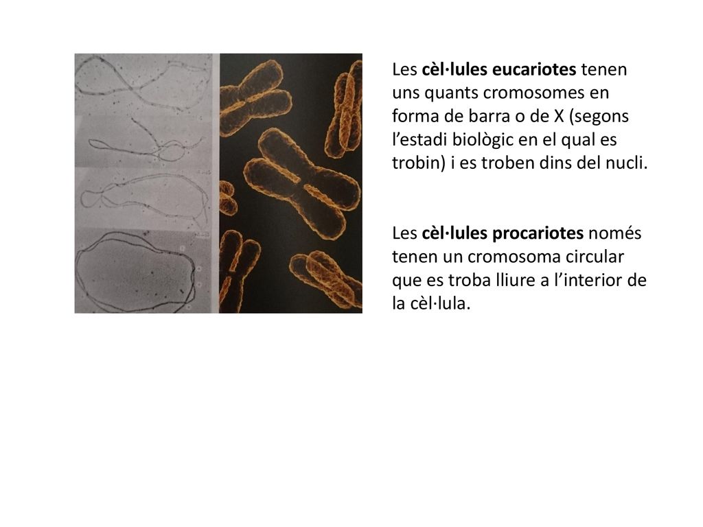 Les cèl·lules eucariotes tenen uns quants cromosomes en forma de barra o de X (segons l’estadi biològic en el qual es trobin) i es troben dins del nucli.