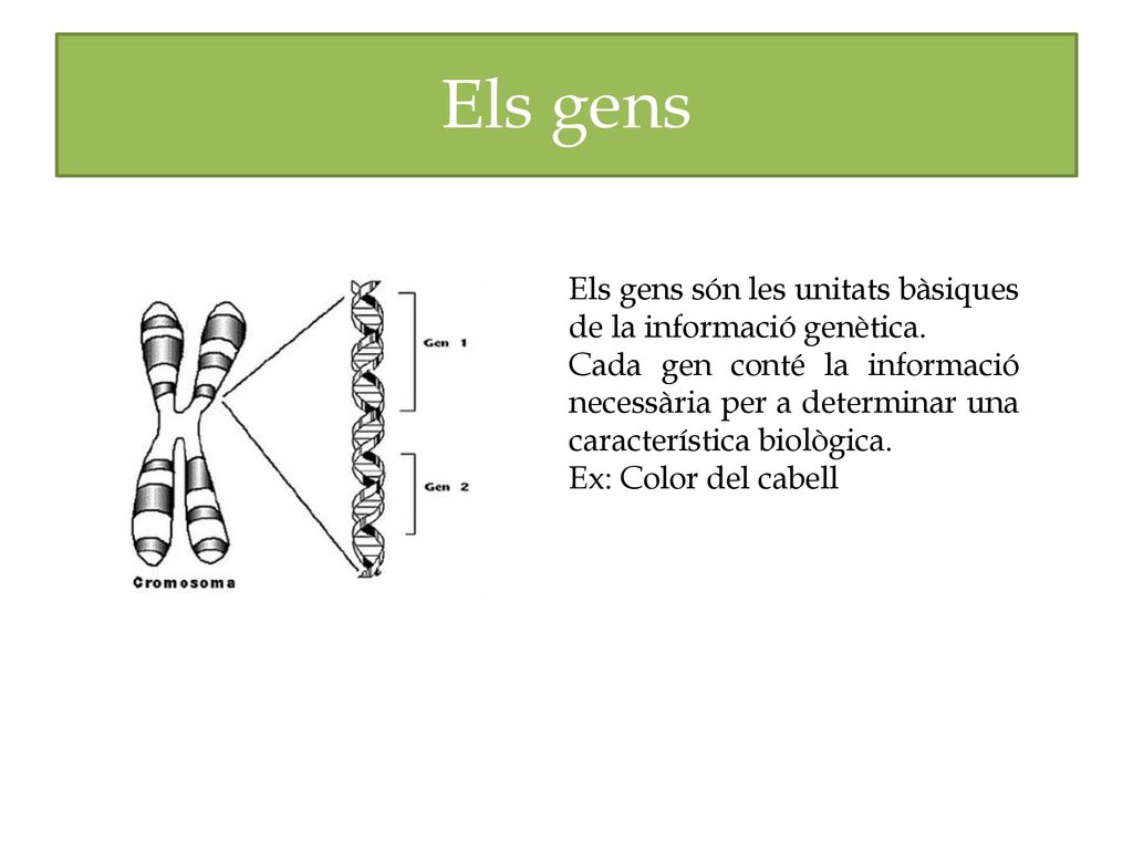 Els gens Els gens són les unitats bàsiques de la informació genètica.