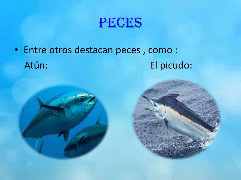 PECES Entre otros destacan peces , como : Atún: El picudo: