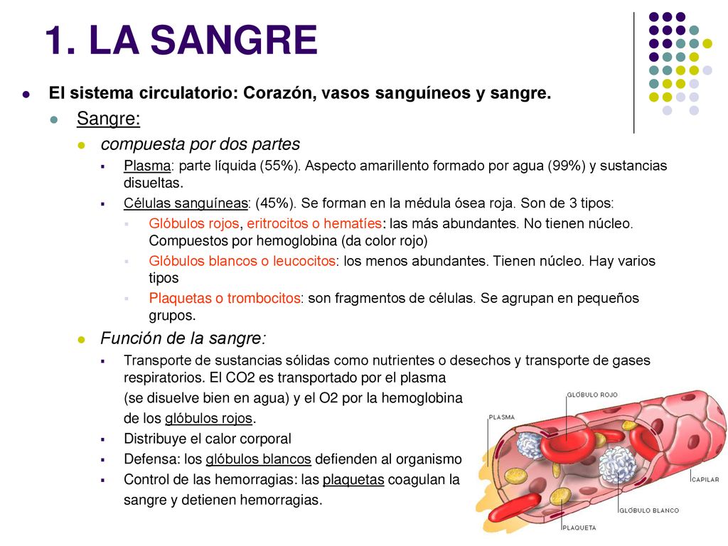 1. LA SANGRE El sistema circulatorio: Corazón, vasos sanguíneos y sangre. Sangre: compuesta por dos partes.