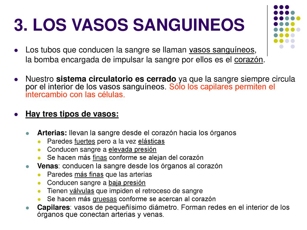 3. LOS VASOS SANGUINEOS Los tubos que conducen la sangre se llaman vasos sanguíneos,
