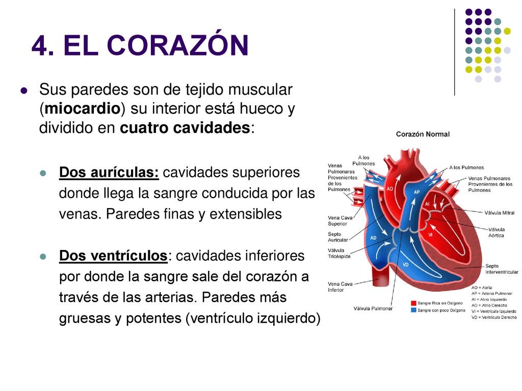 4. EL CORAZÓN Sus paredes son de tejido muscular (miocardio) su interior está hueco y dividido en cuatro cavidades: