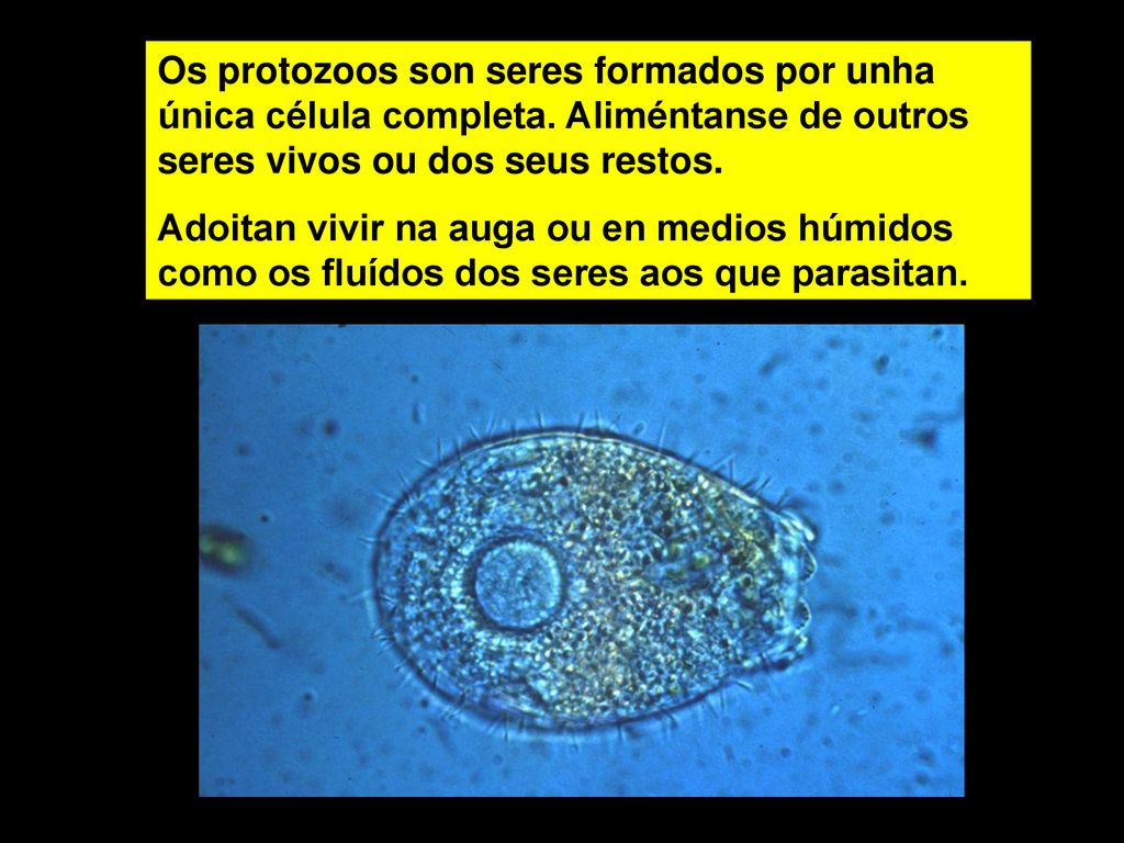 Os protozoos son seres formados por unha única célula completa