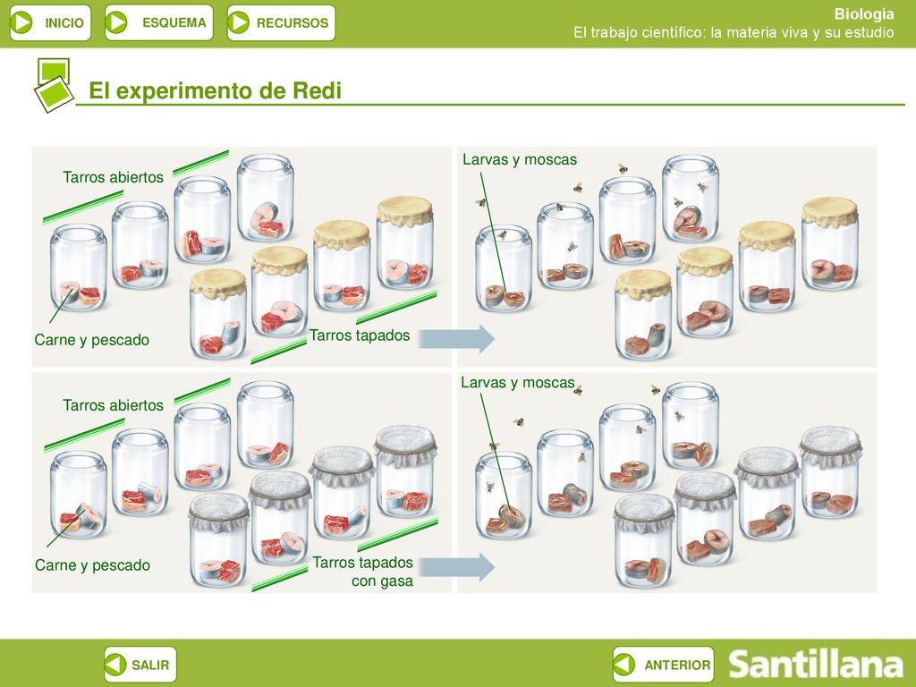 El experimento de Redi Larvas y moscas Tarros abiertos Tarros tapados