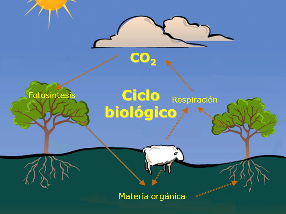 CO2 Ciclo biológico Fotosíntesis Respiración Materia orgánica