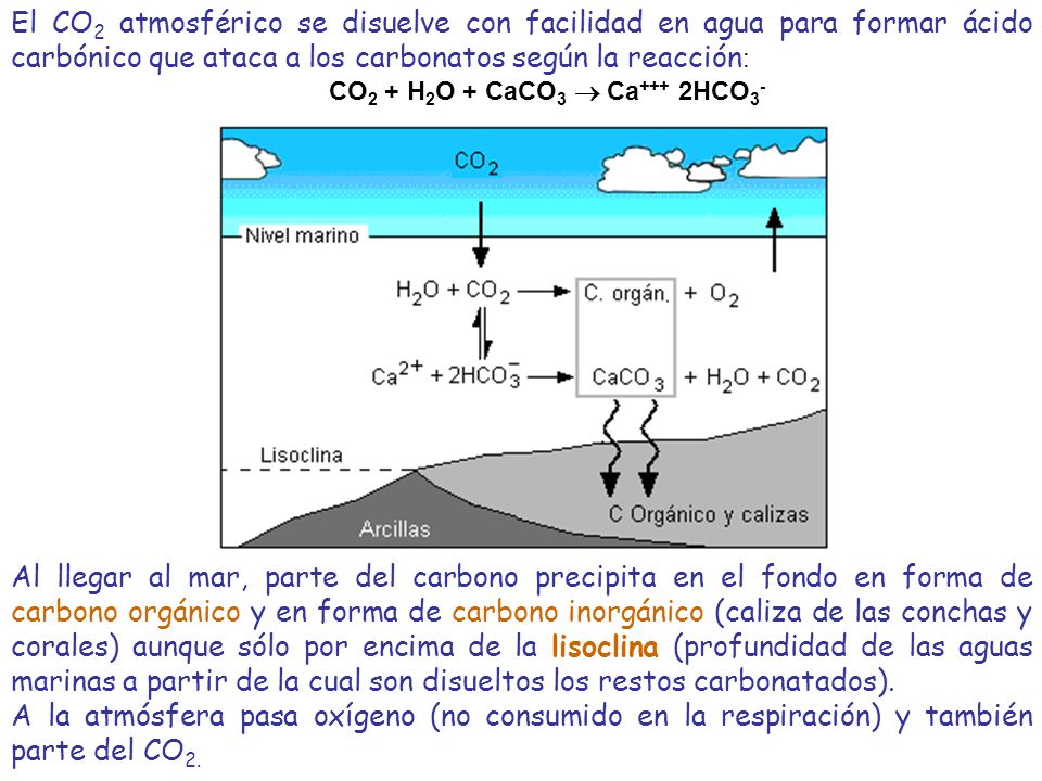 CO2 + H2O + CaCO3  Ca+++ 2HCO3-