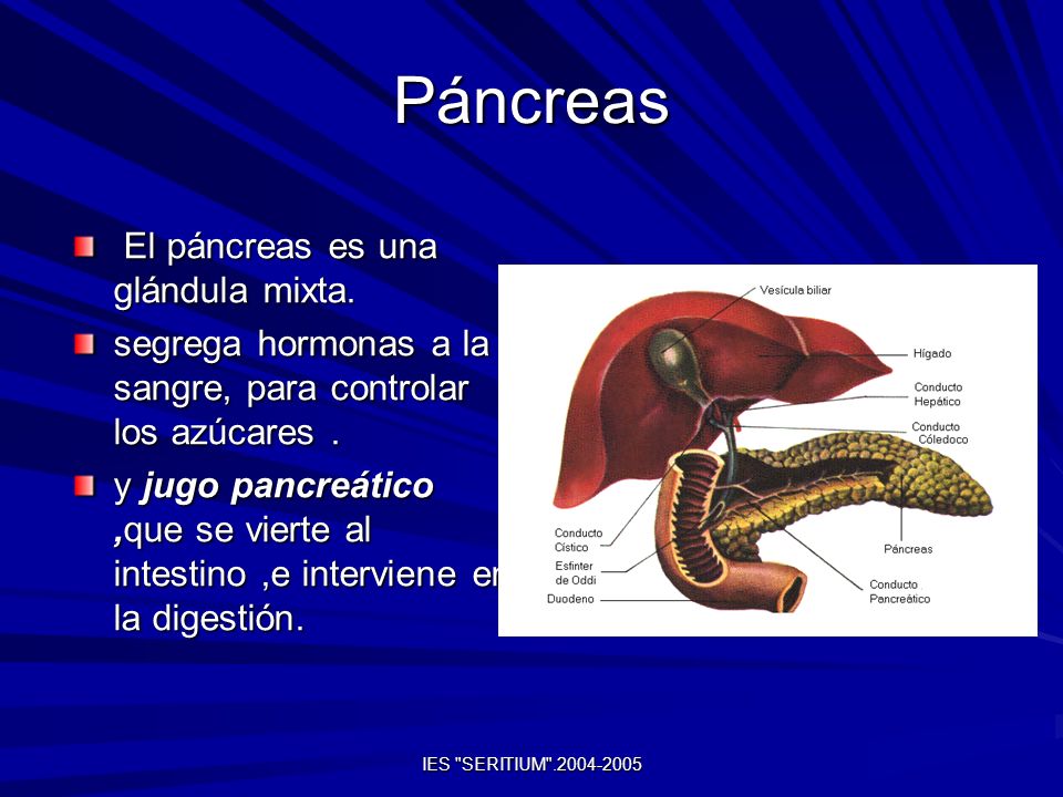 Páncreas El páncreas es una glándula mixta.