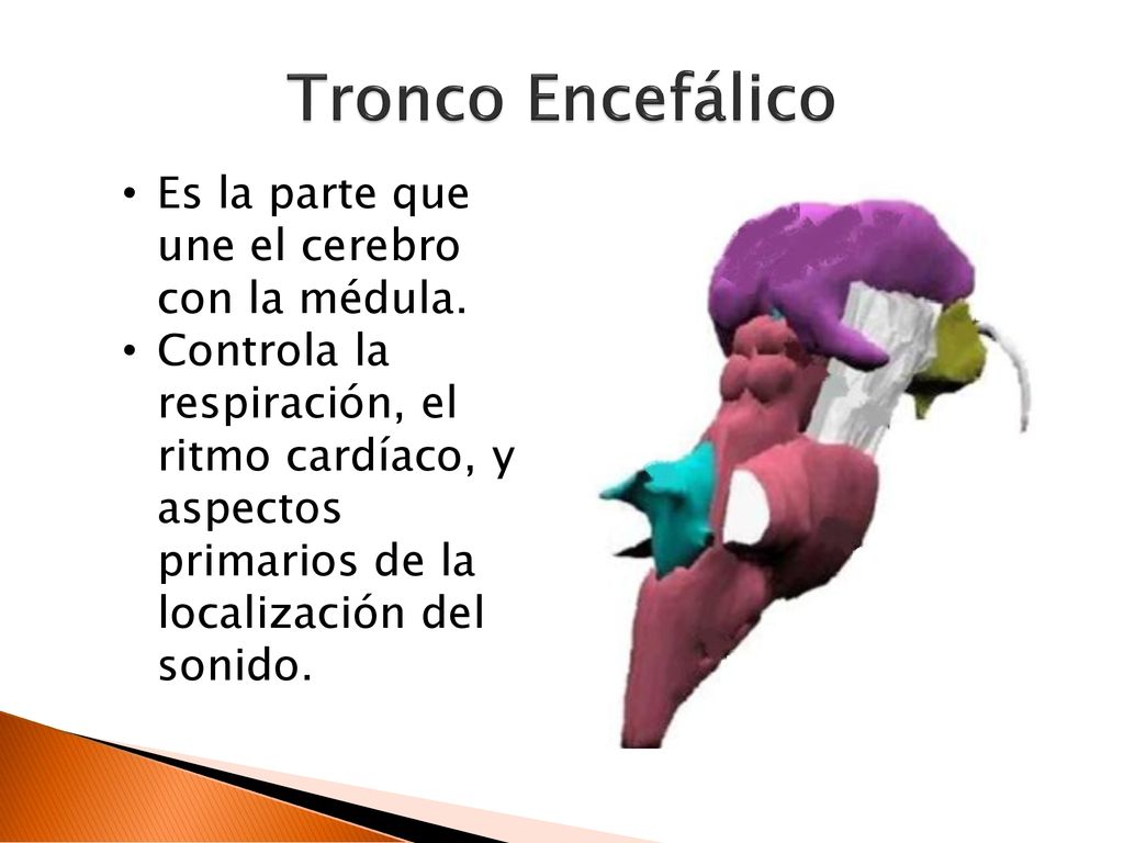 Tronco Encefálico Es la parte que une el cerebro con la médula.