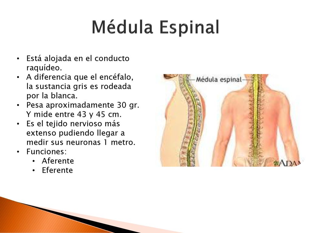 Médula Espinal Está alojada en el conducto raquídeo.