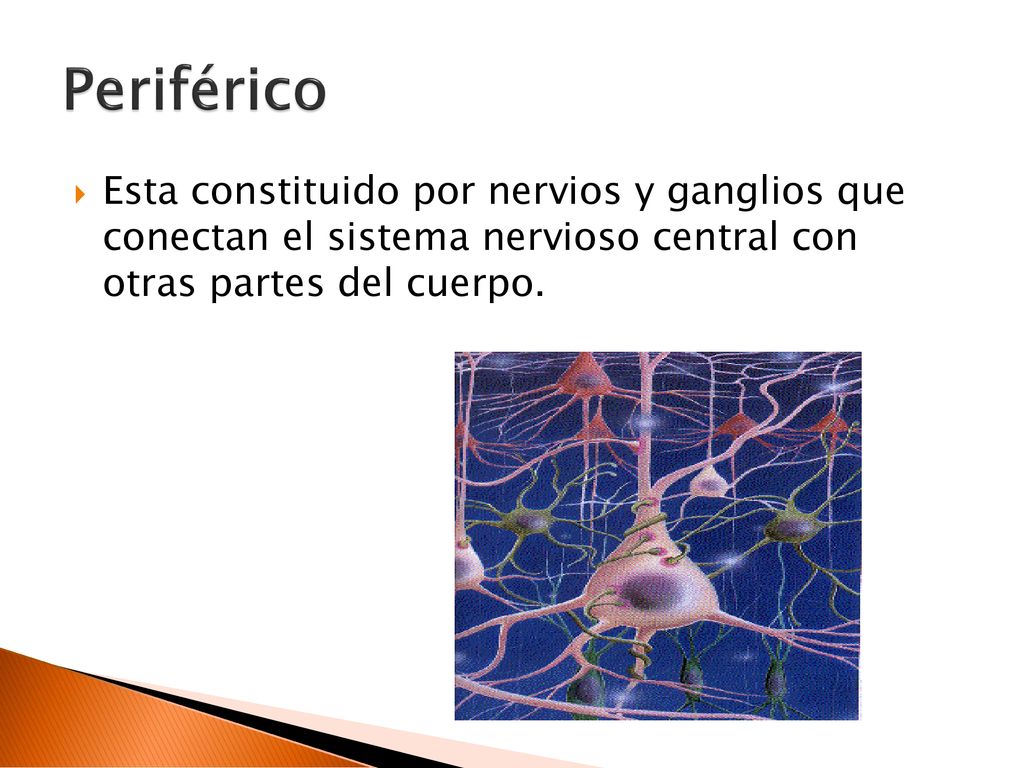 Periférico Esta constituido por nervios y ganglios que conectan el sistema nervioso central con otras partes del cuerpo.