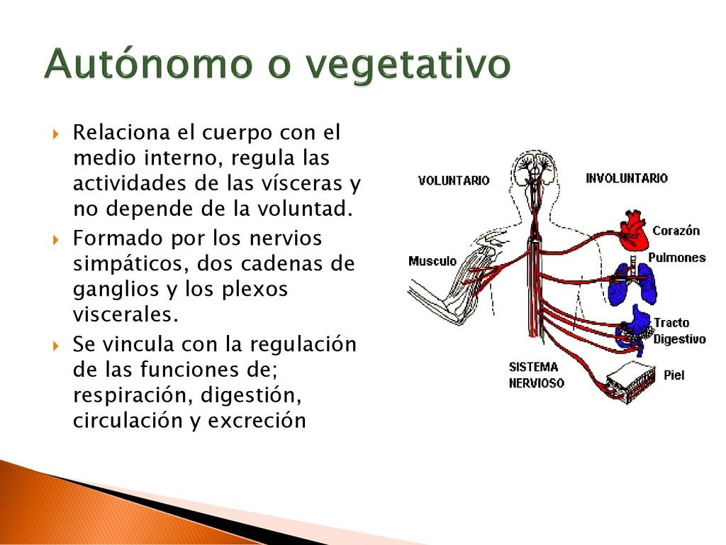 Autónomo o vegetativo Relaciona el cuerpo con el medio interno, regula las actividades de las vísceras y no depende de la voluntad.